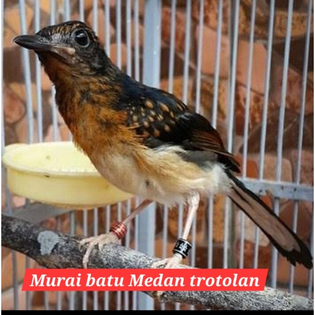 murai batu medan trotolan jantan