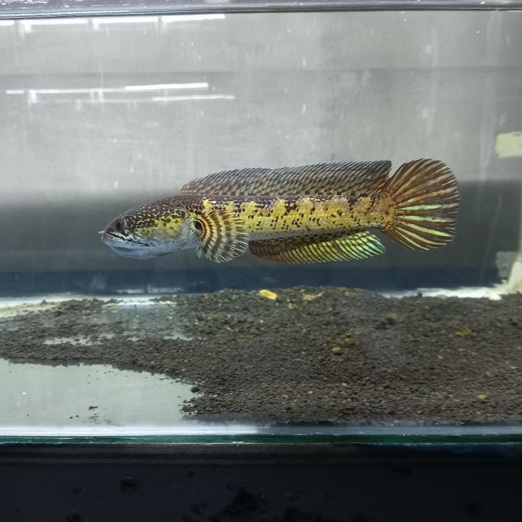 Channa auranti size 20-21 cm