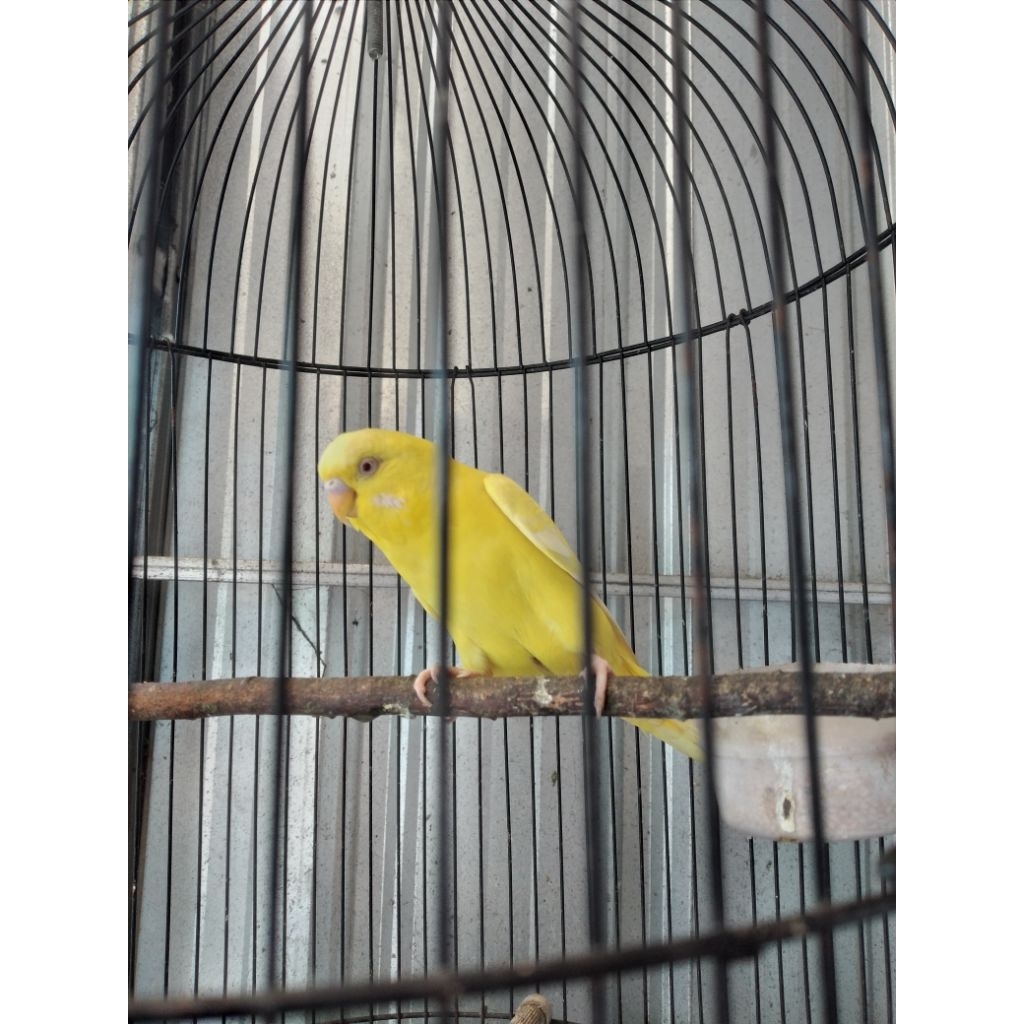 parkit holand holland