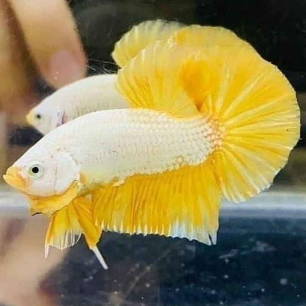 CUPANG YELLOW DRAGON