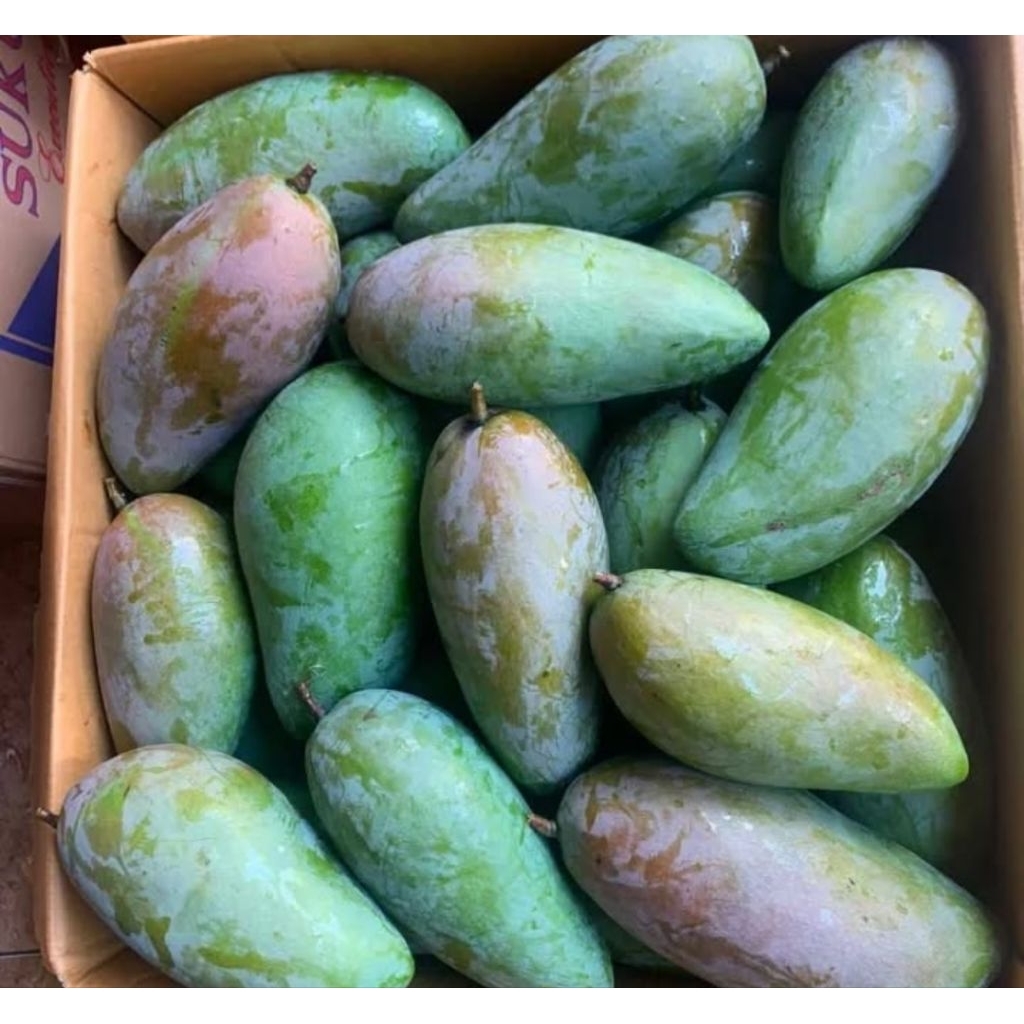 Mangga Kiojay/Mangga rujak/Mangga Gajah/Mangga kiojay thailand