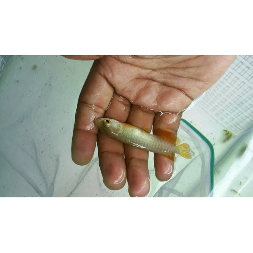 ini golden red Hb ±9cm sertifikat