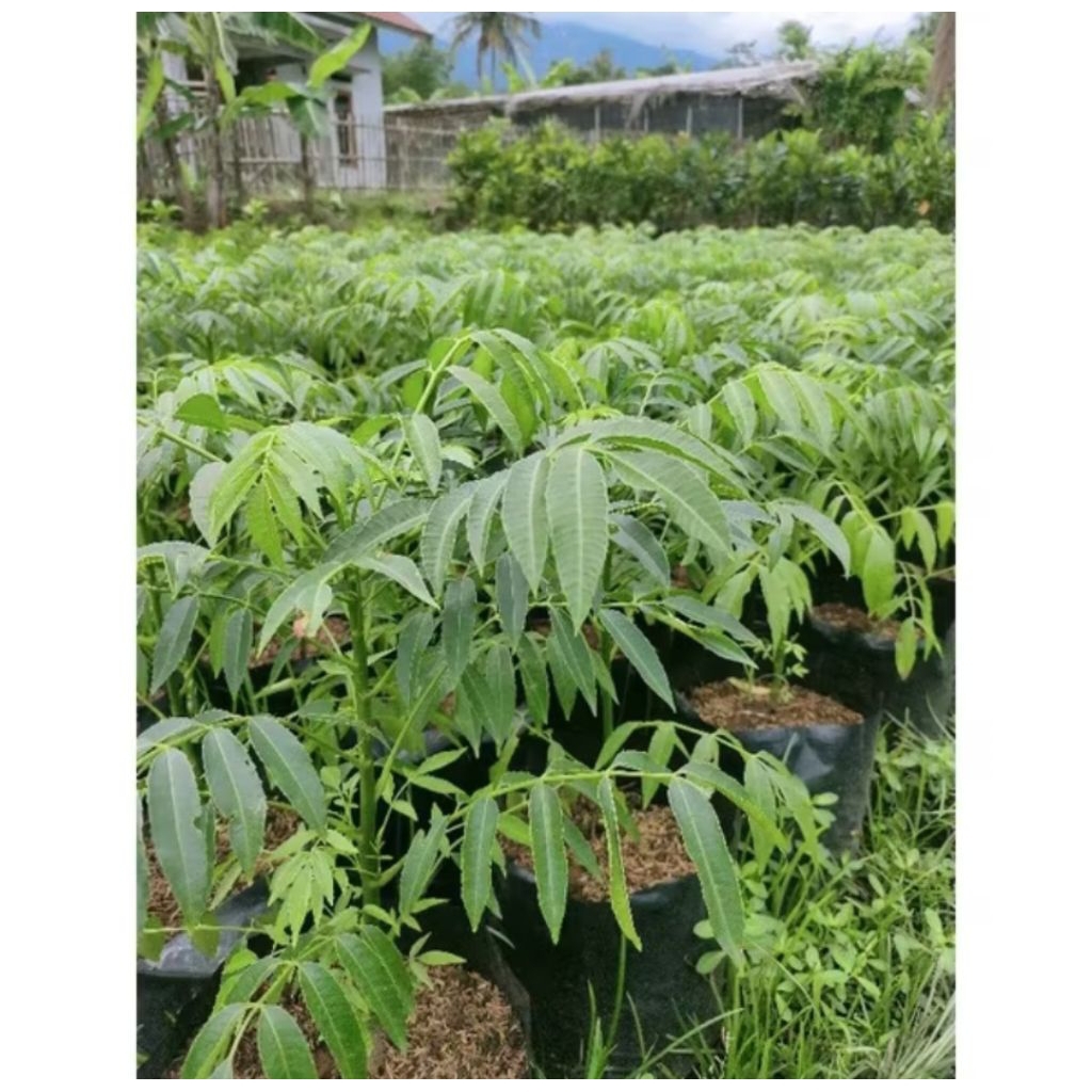 Bibit buah kedondong super jumbo mudah berbuah
