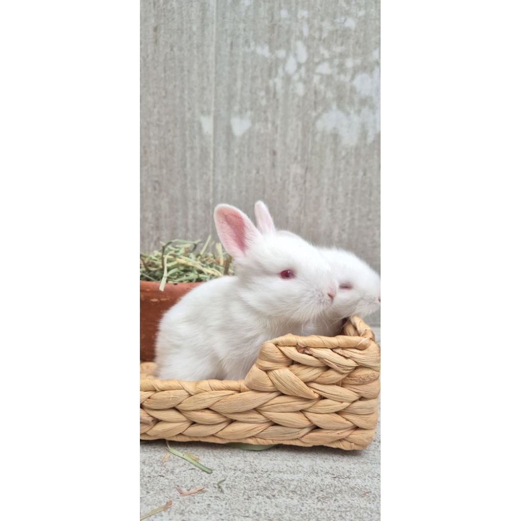 Kelinci hias anakan angora. Pengiriman wajib jasa kirim INSTANT.