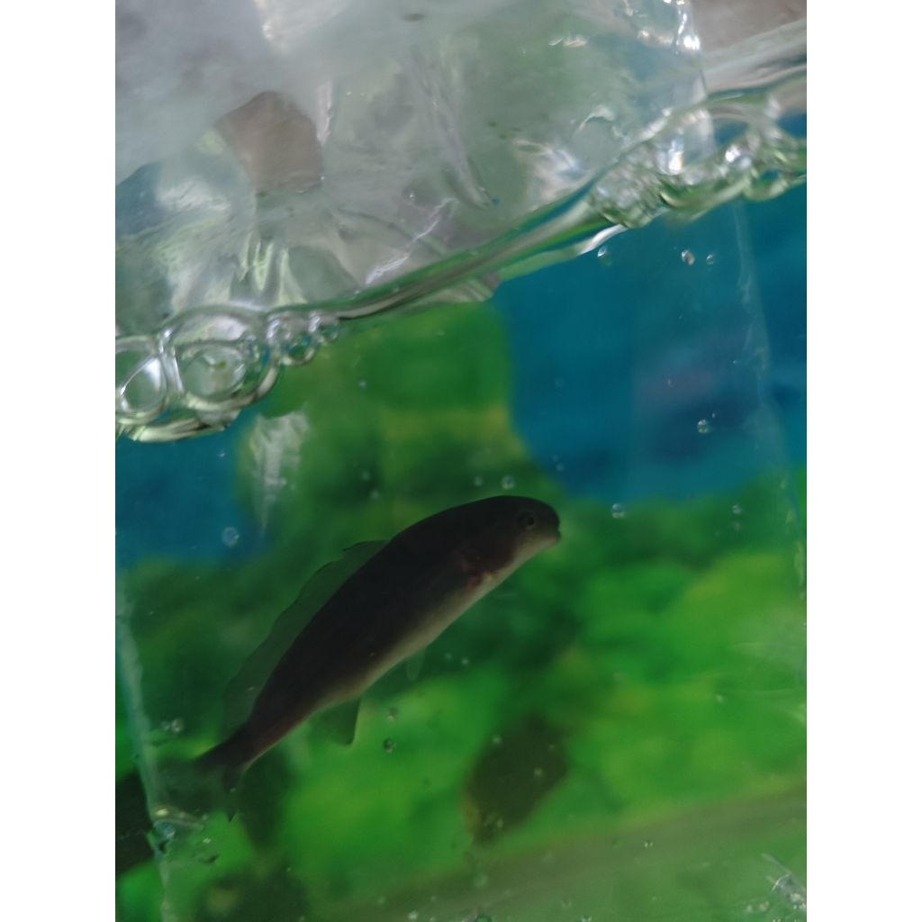 ikan hias dolphin lumba air tawar ukuran 6-8 cm lumba