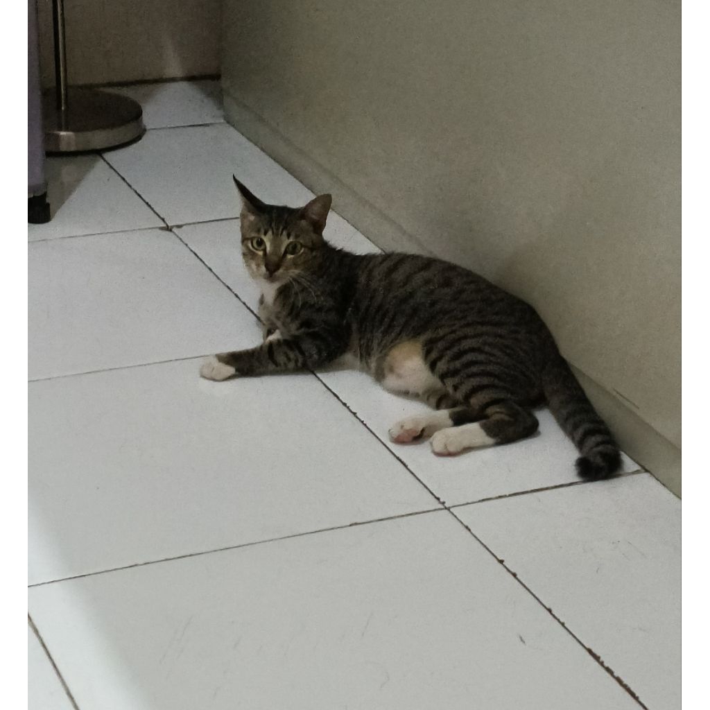 wardah retinal liposome