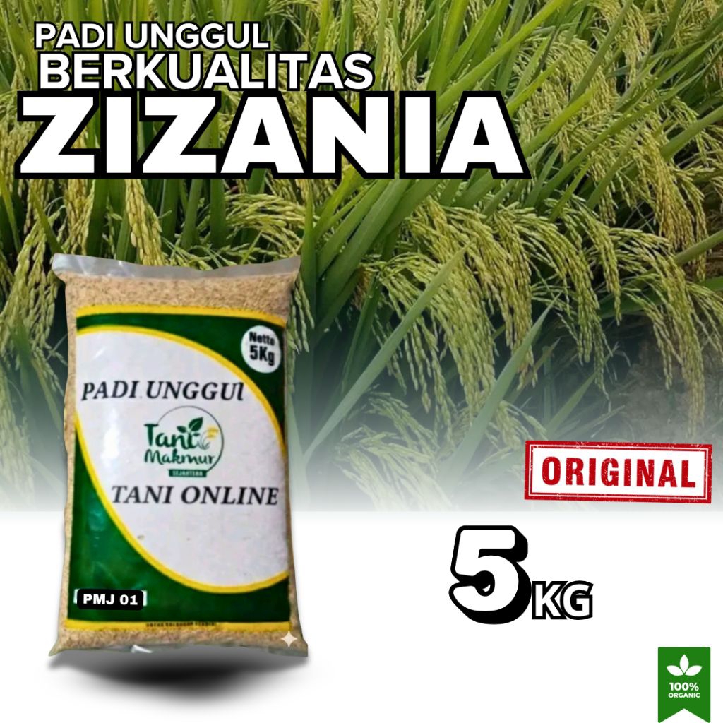 BENIH PADI ORIGINAL ZIZANIA ACEH 5KG