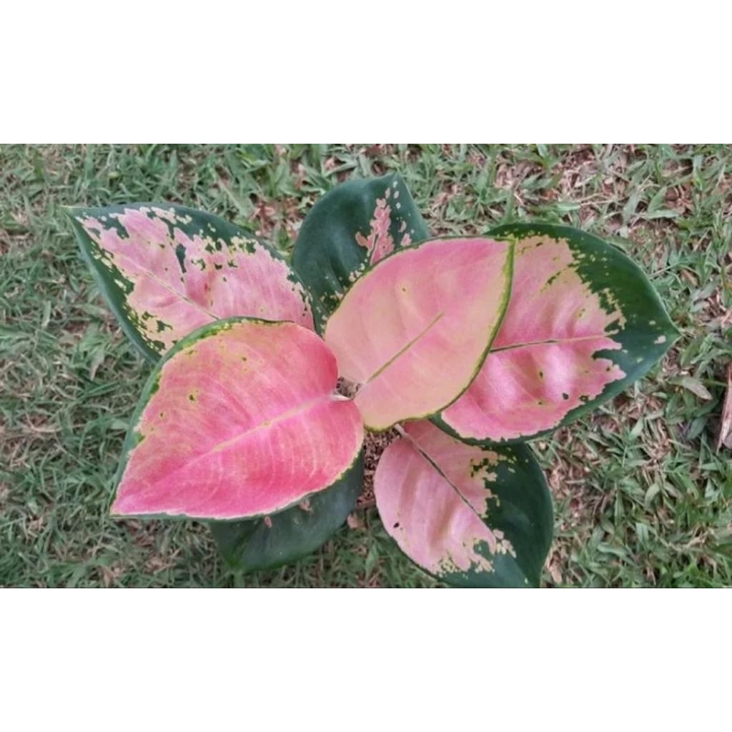 aglonema kochin pink