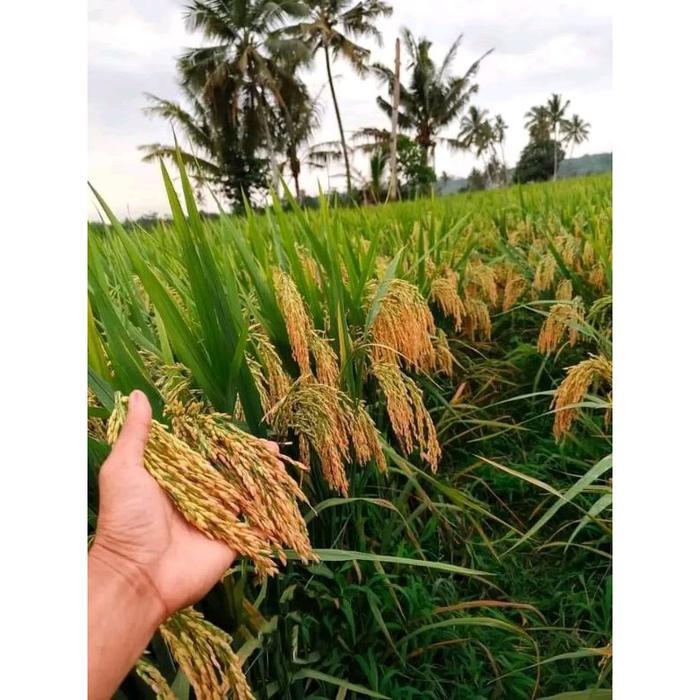 promo!!! Bibit Padi Hibrida Mapan 05 & 02 Hasil Tinggi