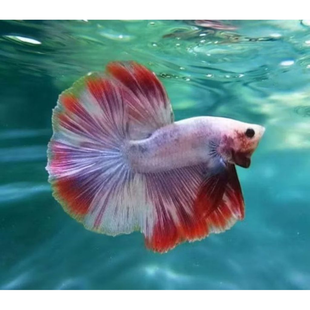 ikan cupang halfmoon rostail ukuran l warna random