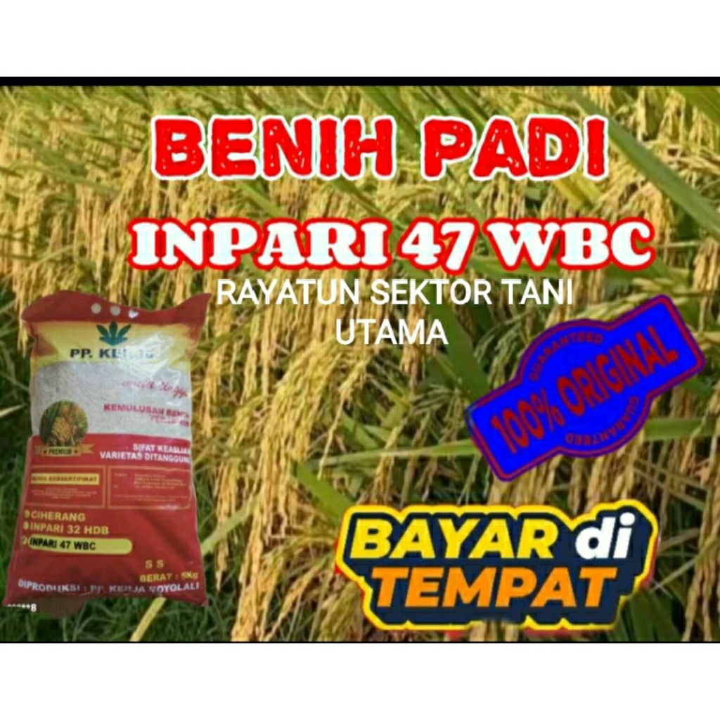 BENIH PADI INFARI 47 WBC (5KG)