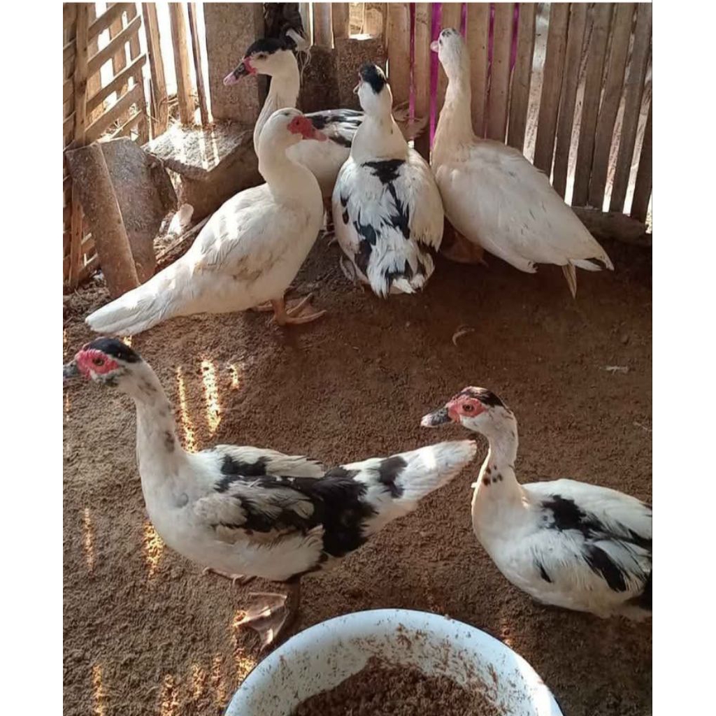 #Entok hidup #Pedaging #Budidaya #Peternakan