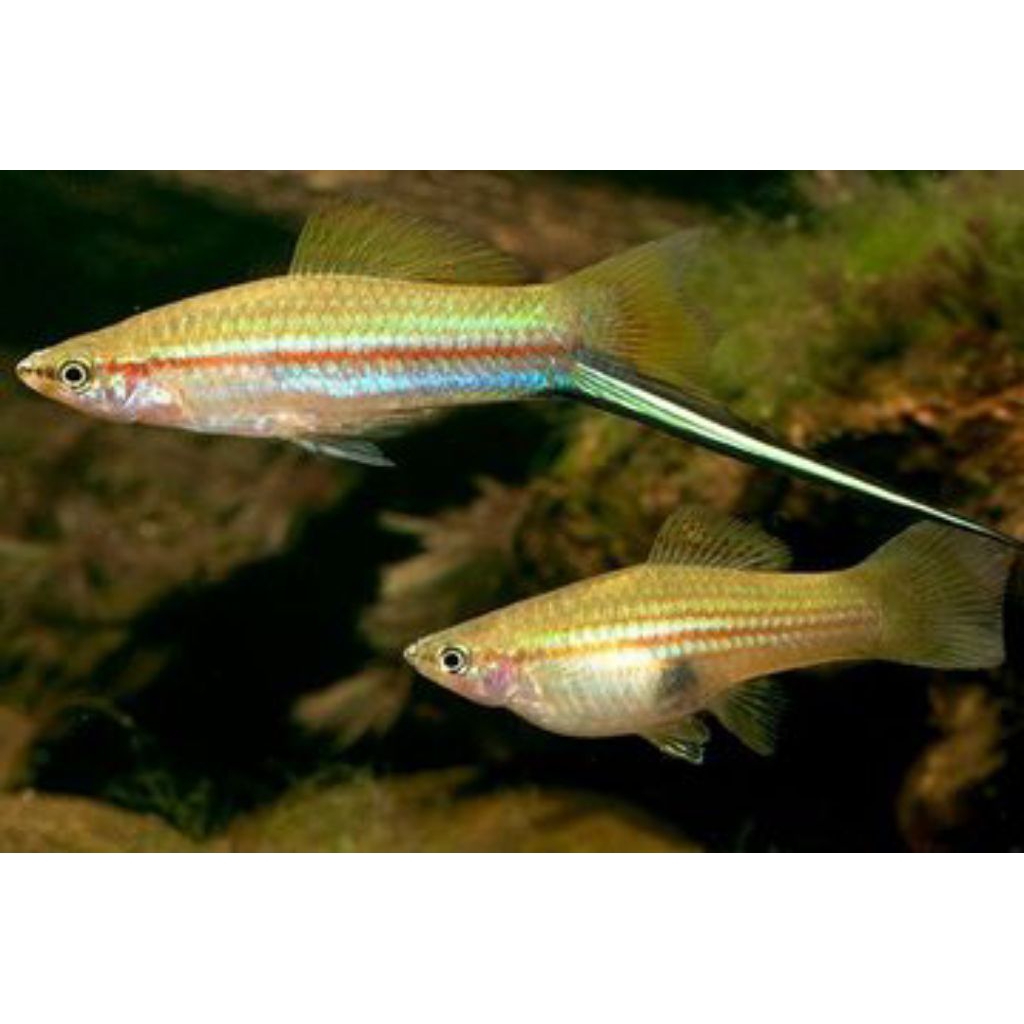 platy ekor pedang /Hiasan aquarium