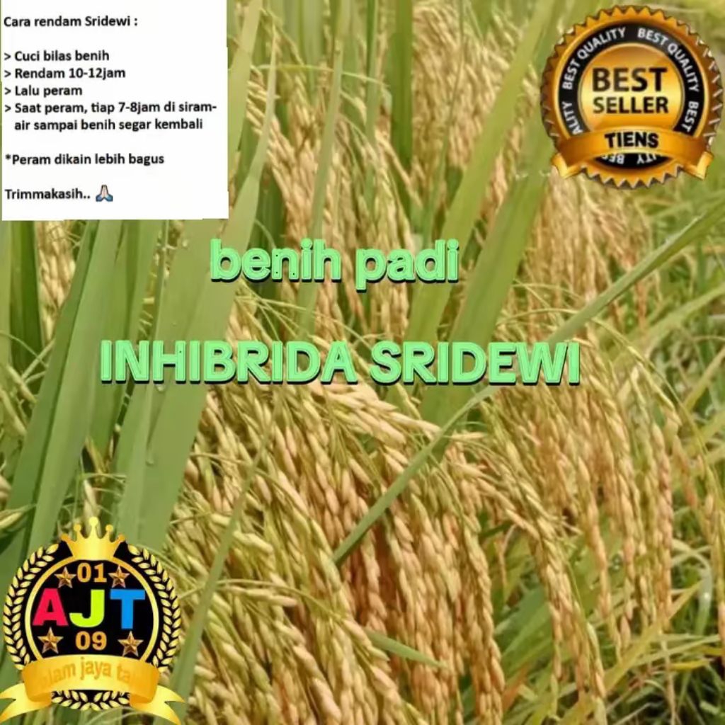 Benih Padi INHIBRIDA SRIDEWI Kualitas Super Unggul 1kg