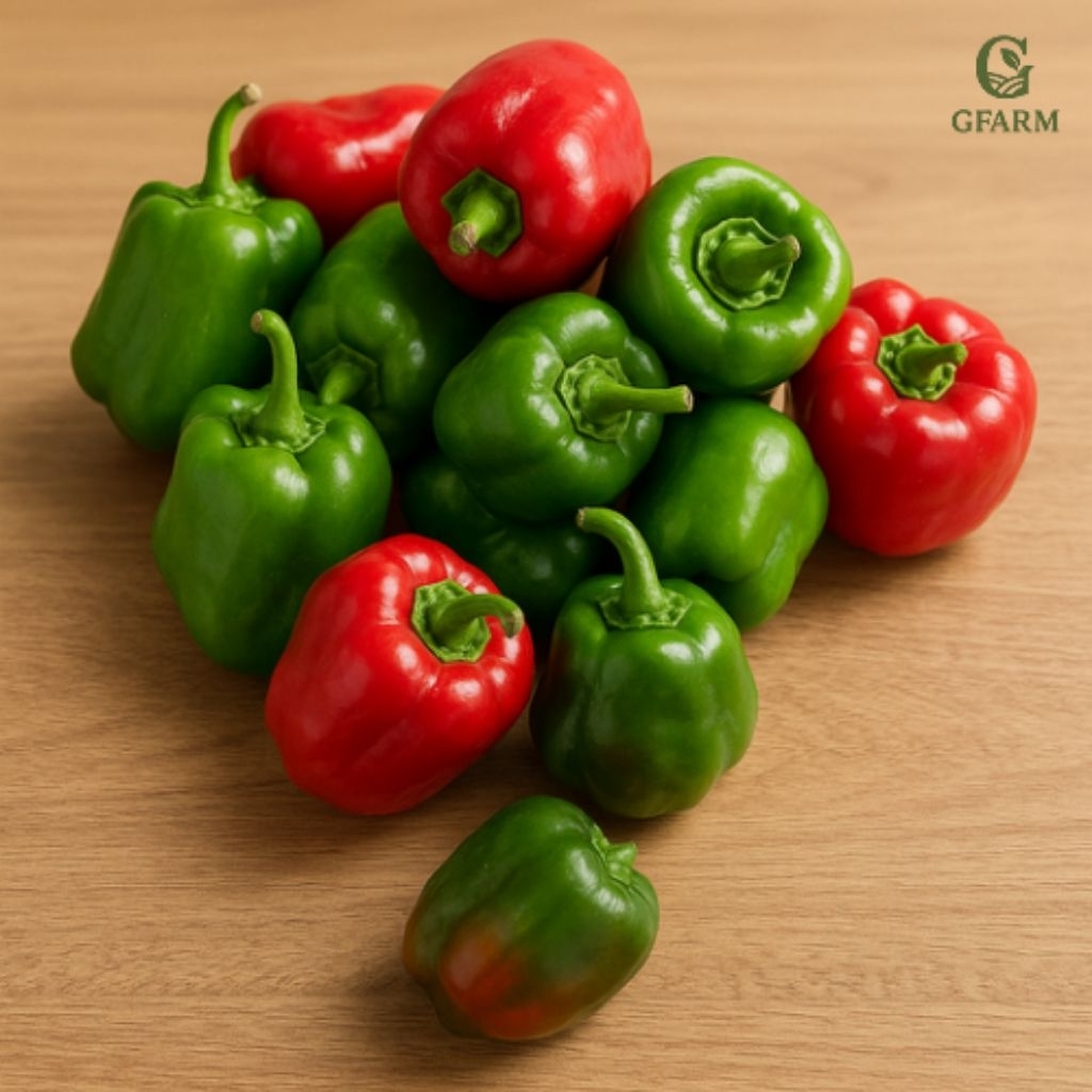 Cabe / Cabai Gendot / Cabai Gendot Asli Dieng