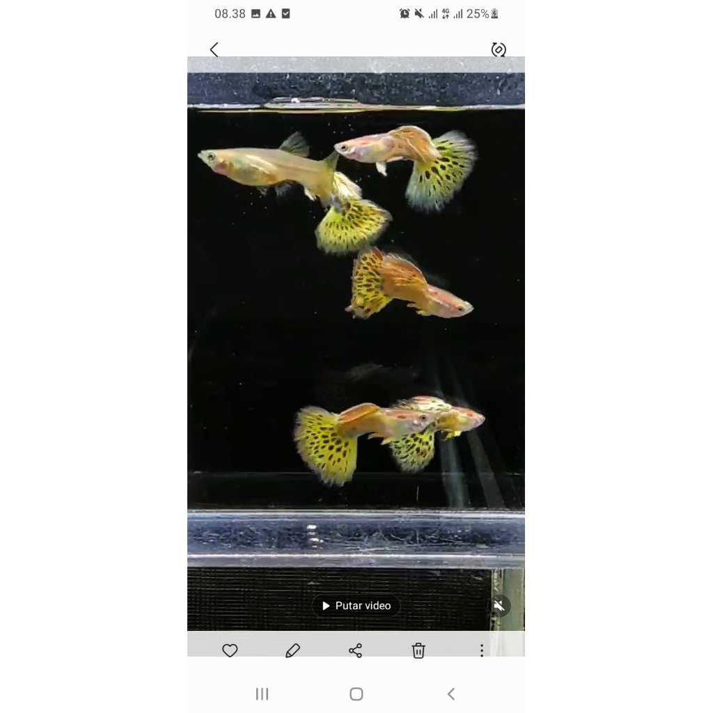guppy blonde yellow mozaik