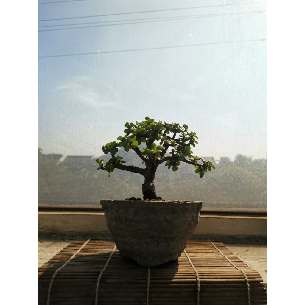 Sukulen Jade plant portulacaria afra+pot keramik
