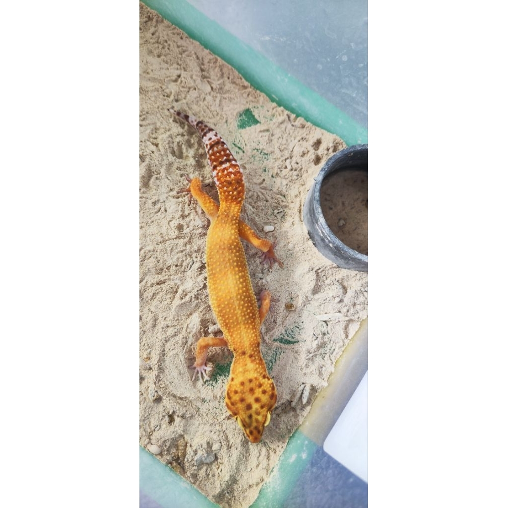 Gecko Leopard Tremper Lavender