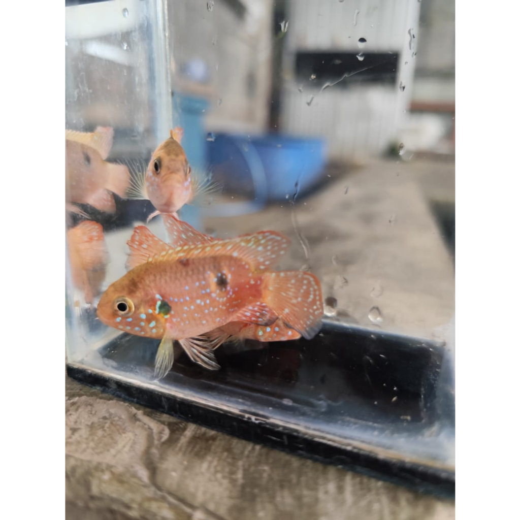 red jewel/ikan cichlid permata/cichlid merah/blood red jewel cichlid dekorasi akuarium