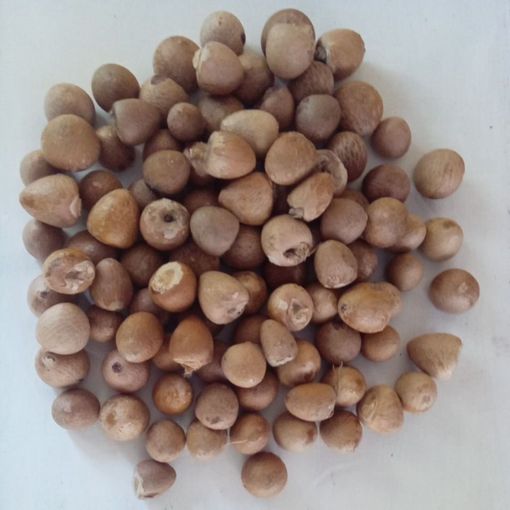 biji pinang kering