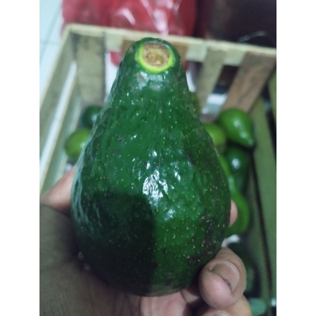 Alpukat Mentega Mengkel Lokal 10kg