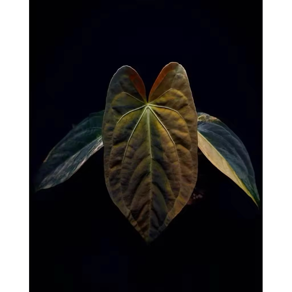 Promo 2 benih biji anthurium papilaminum varigata