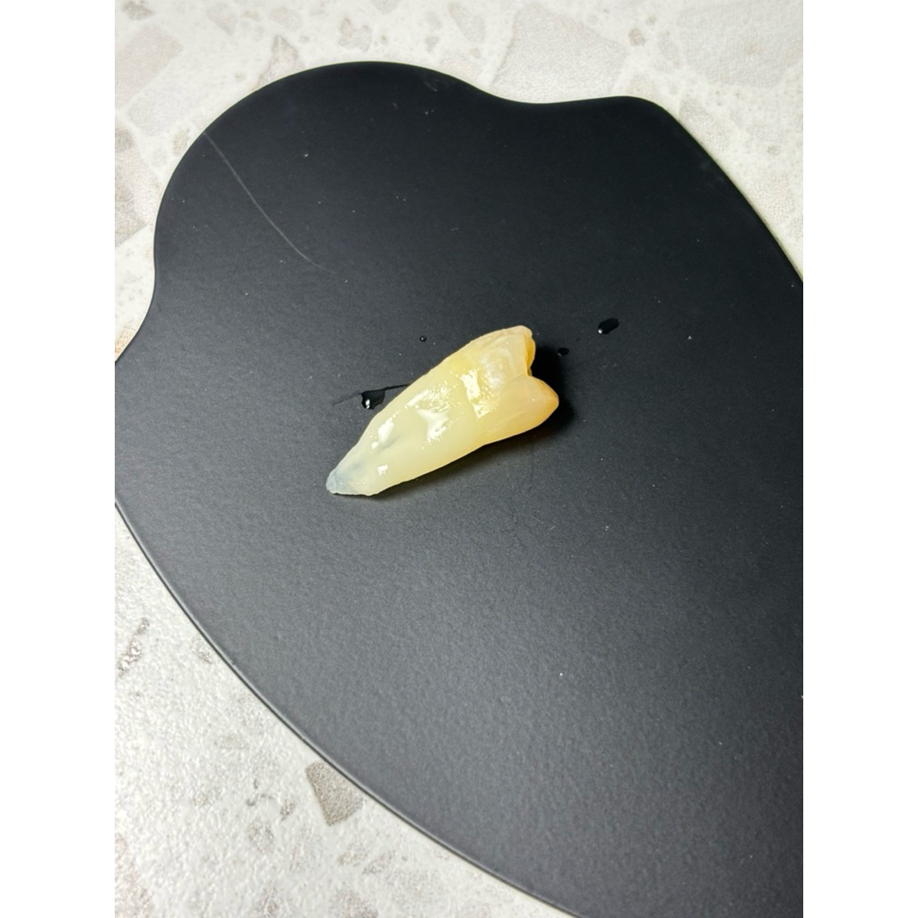 Gigi praktikum praktek asli / gigi premolar / insisivus seri geraham molar