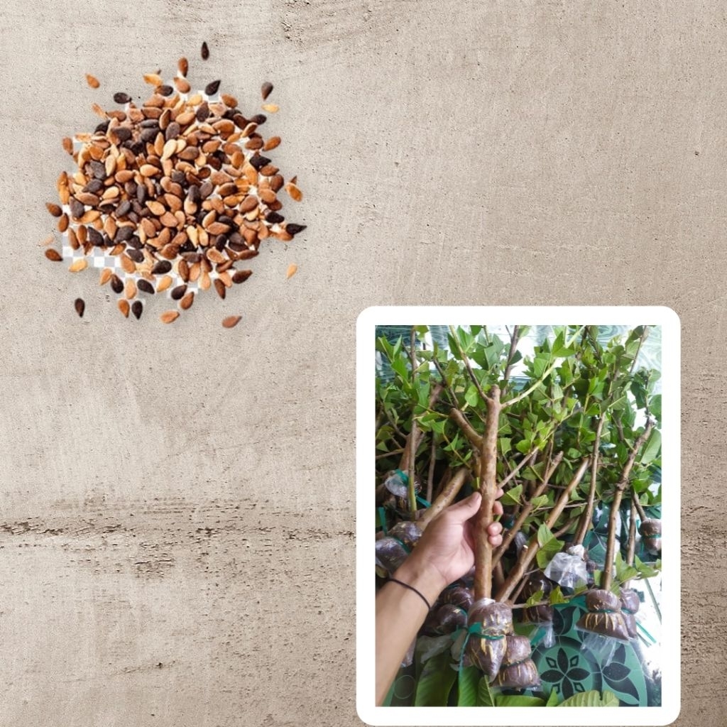 Fresh Cangkok Jambu Kristal Merah - Ukuran Jumbo