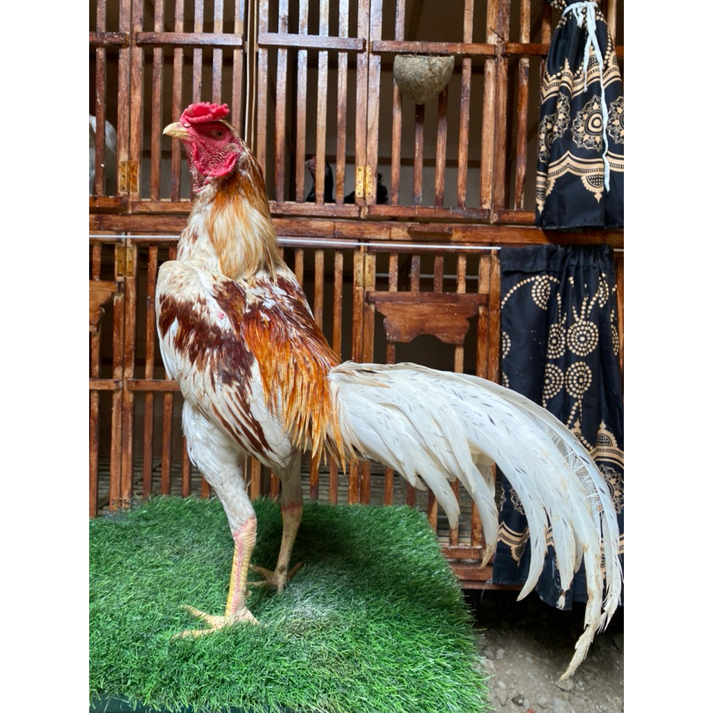 Pakhoy x pluker drumband