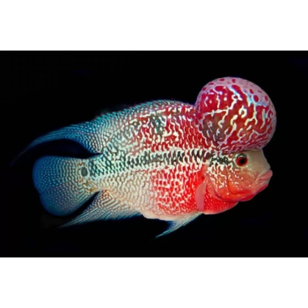 Hiasan Akuarium Louhan Cilnong Dijamin Jenong