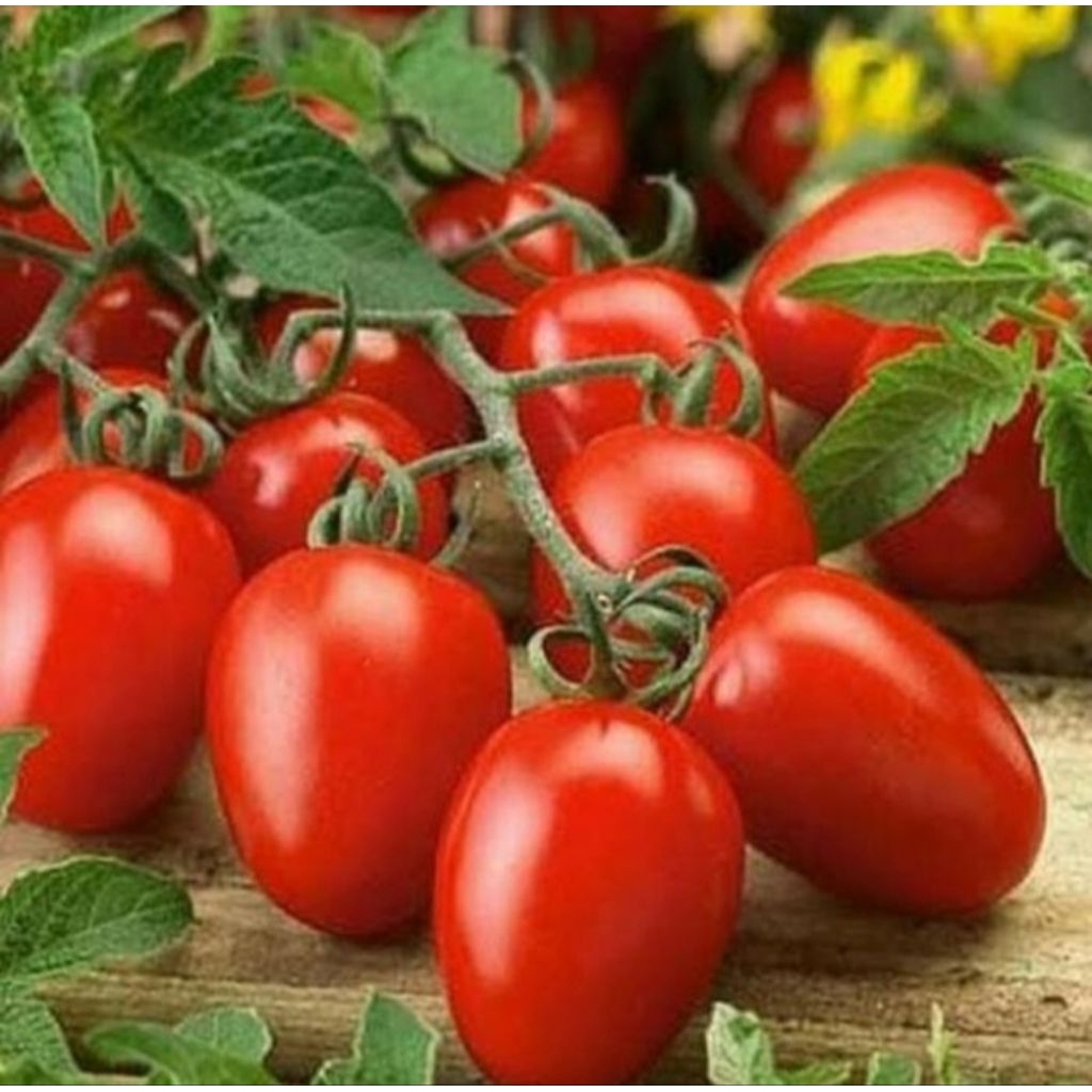 5 Biji Benih Tomat Cherry TROPICAL RUBY, Known You Seed