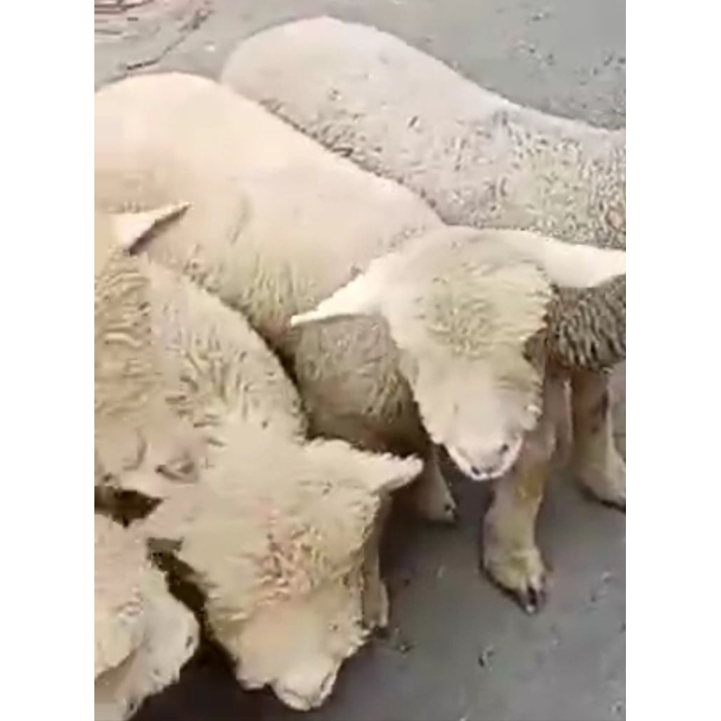 Paket breeding Domba merino lepas sapih