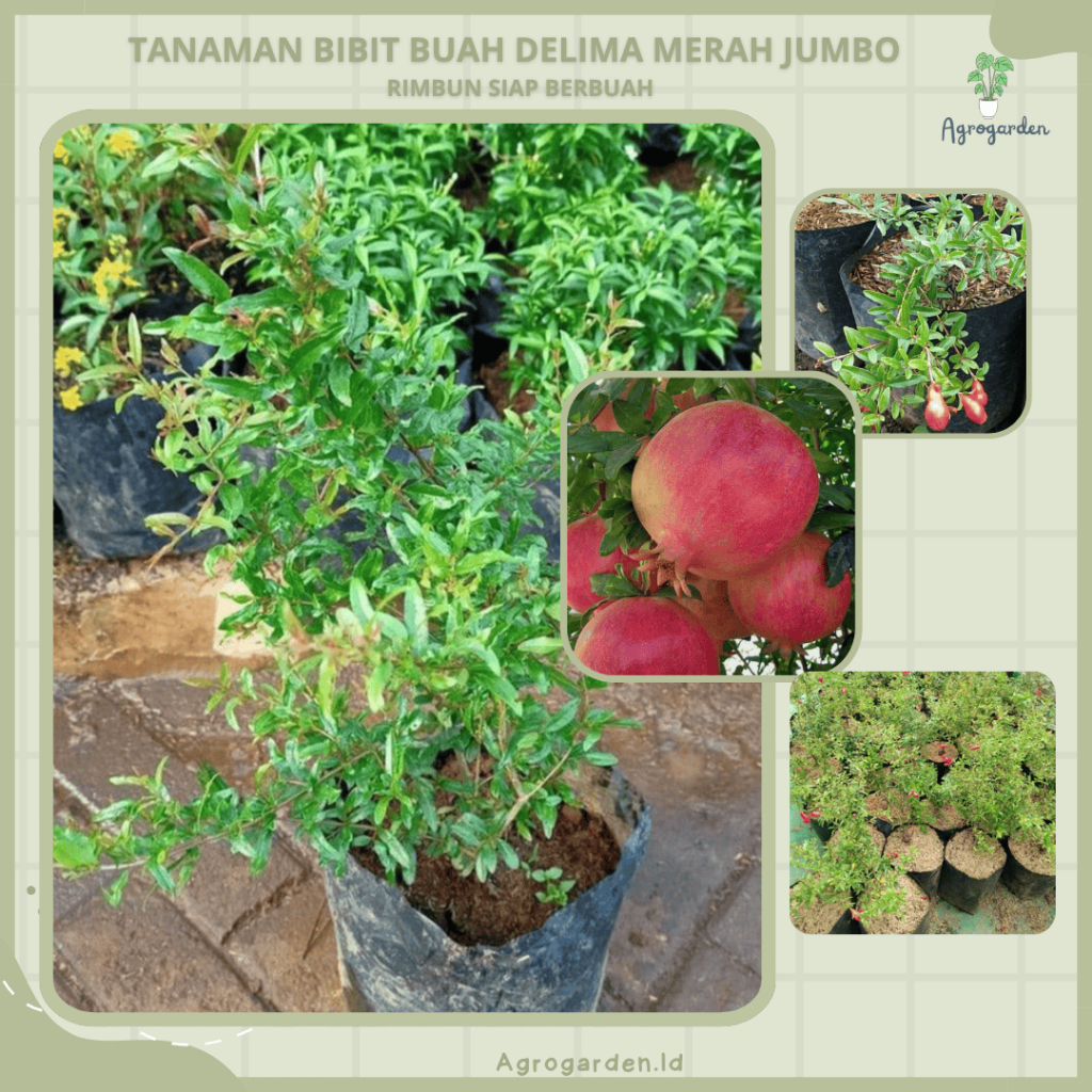 Bibit Tanaman Buah Delima Merah JUMBO -Bibit Delima Merah Jumbo - Bibit Tanaman Buah Delima Merah Ca