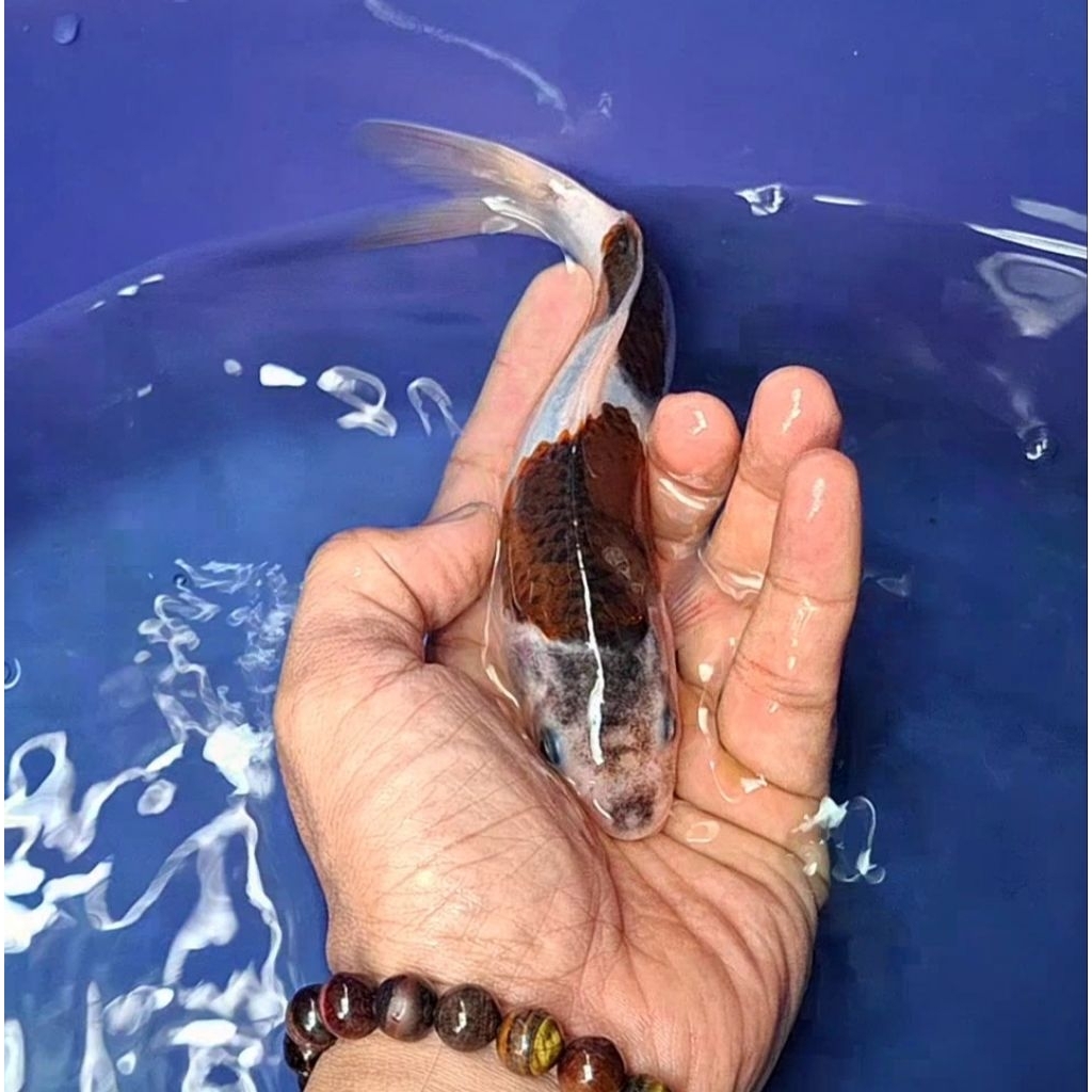 Ikan Koi Blitar Jenis Goromo / Rumah Koi Jakarta / kode 0023