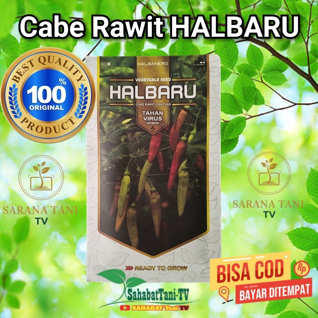 Benih Cabe HALBARU 10 gram, cabe rawit original tipe menggantung mempunyai keunggulan tahan patek da