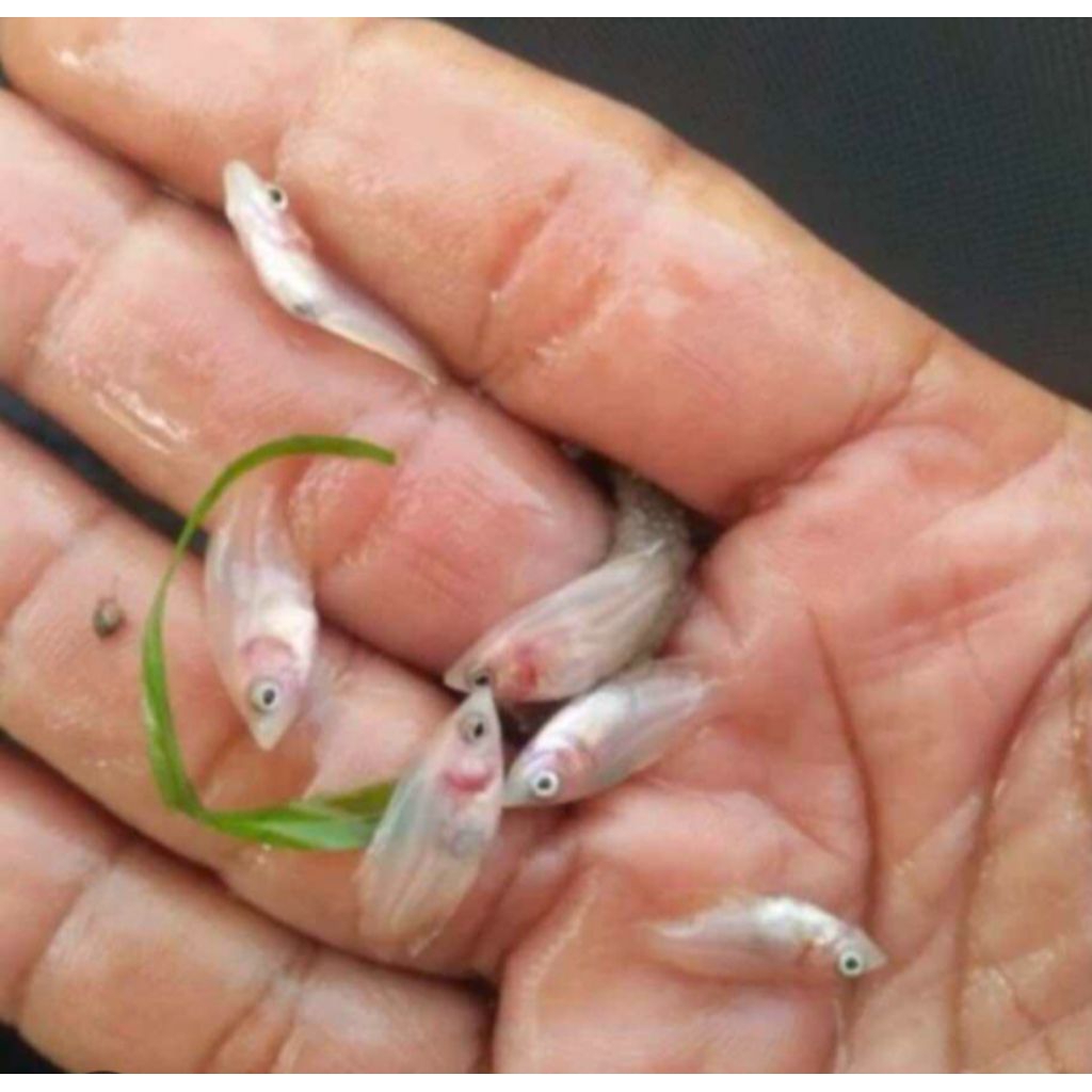 Gurame merah ukuran kuku