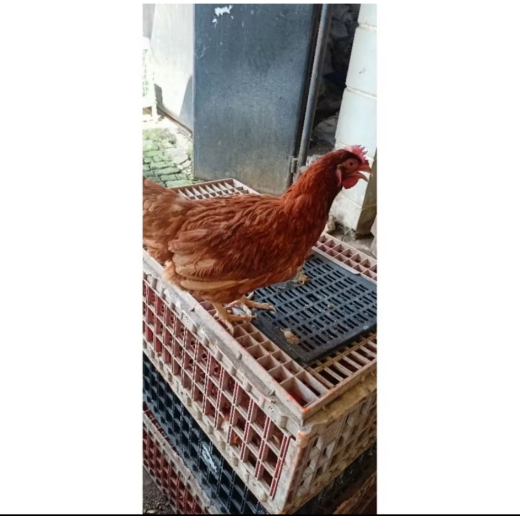 ayam ras petelur produksi sudah full vaksin/ayam petelur remaja