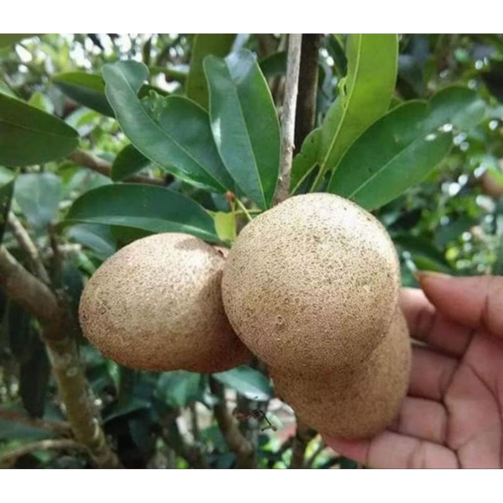 Sawo Cm19 Berbunga Berbuah