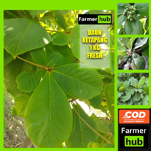 Promo Daun ketapang 1 kg segar belum diolah herbal alami farmer hub