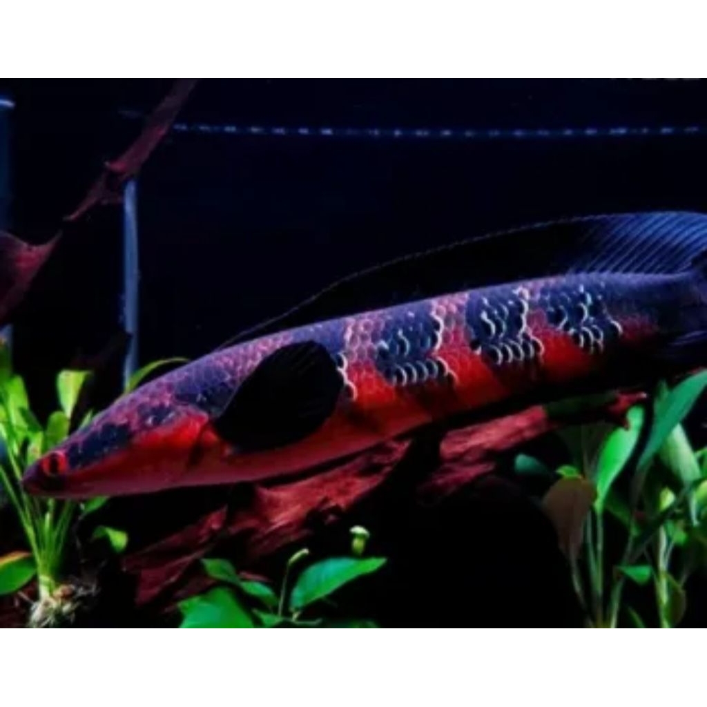 stiker ikan red Barito dekorasi Akuarium