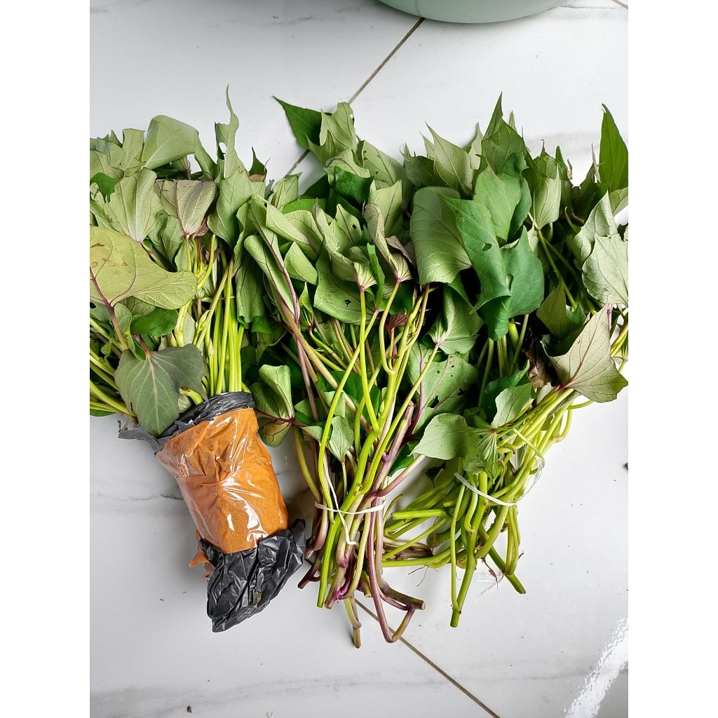 Benih ubi jalar/ubi cilembu bibit ubi berkualitas