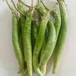 Terong sayur terong telunjuk segar