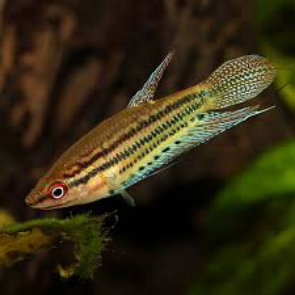 cupang liar/Cupang alam /wild betta/ trichopsis vitata