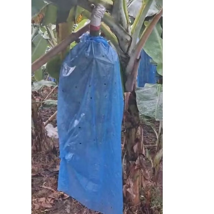 BRONGSONG PISANG CAVENDISH