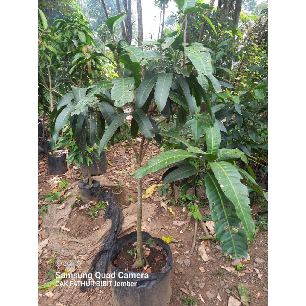 cangkok susu mangga kyojei