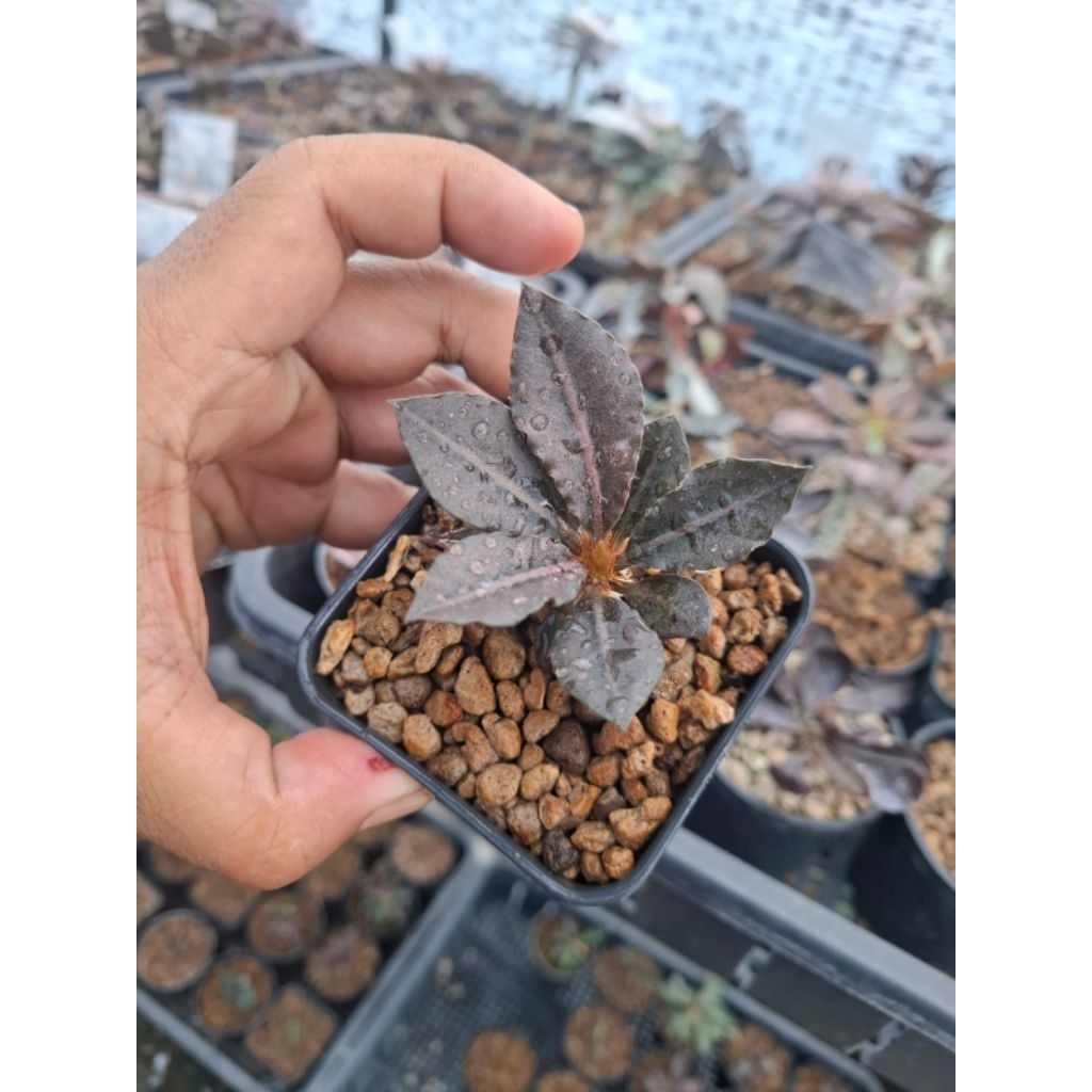 Euphorbia Francoisii