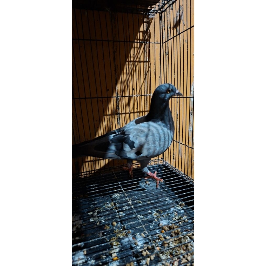 merpati betina megan