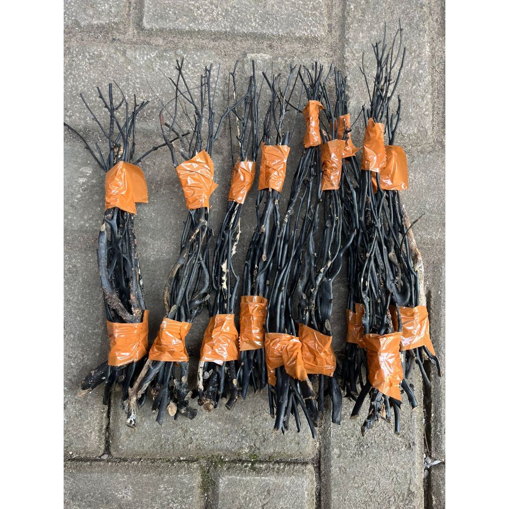 Satu Paket Isi 10 Batang Bahan Akar Bahar Hitam Untuk Kerajinan Cincin Dan Gelang Anak Asli Berkuali