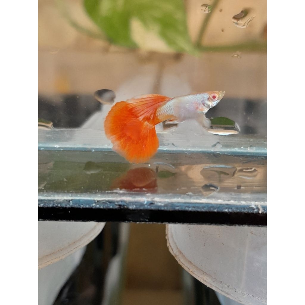Accessories Aquarium guppy 1pasang Albino prtde grade A