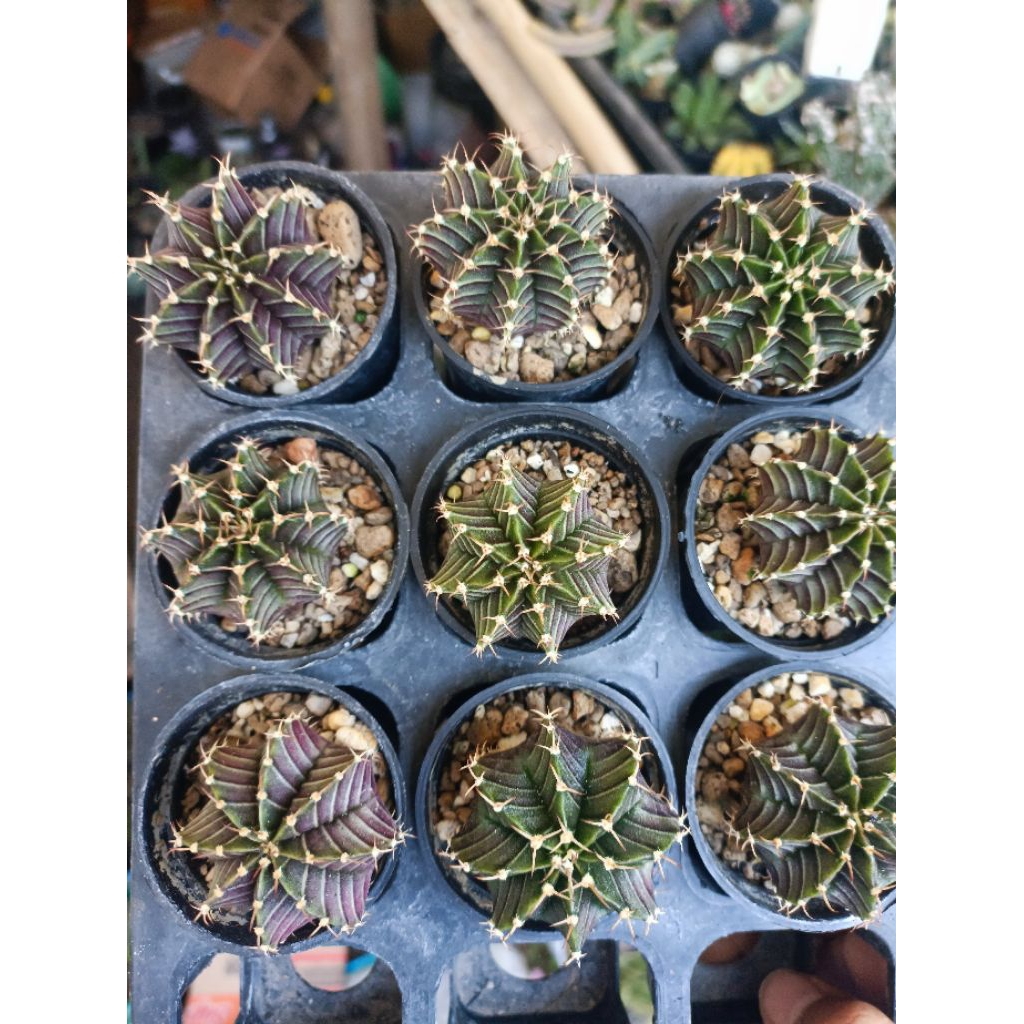 LB hybrid dark skin / gymno / miha / kaktus hitam